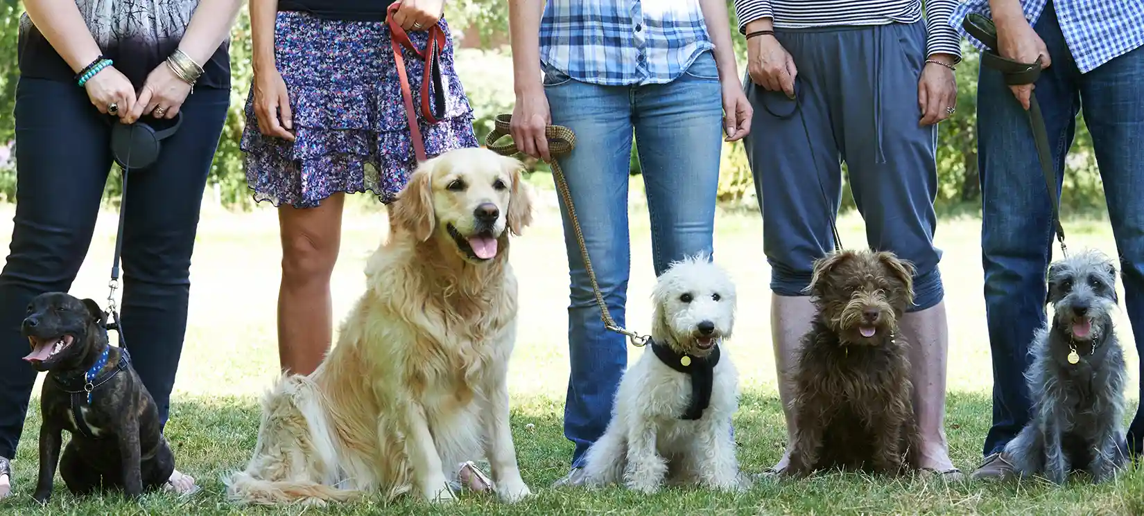 Large & Small Dog Park Amenities at Hammock Oaks Reserve Master Planned Community Lady Lake FL