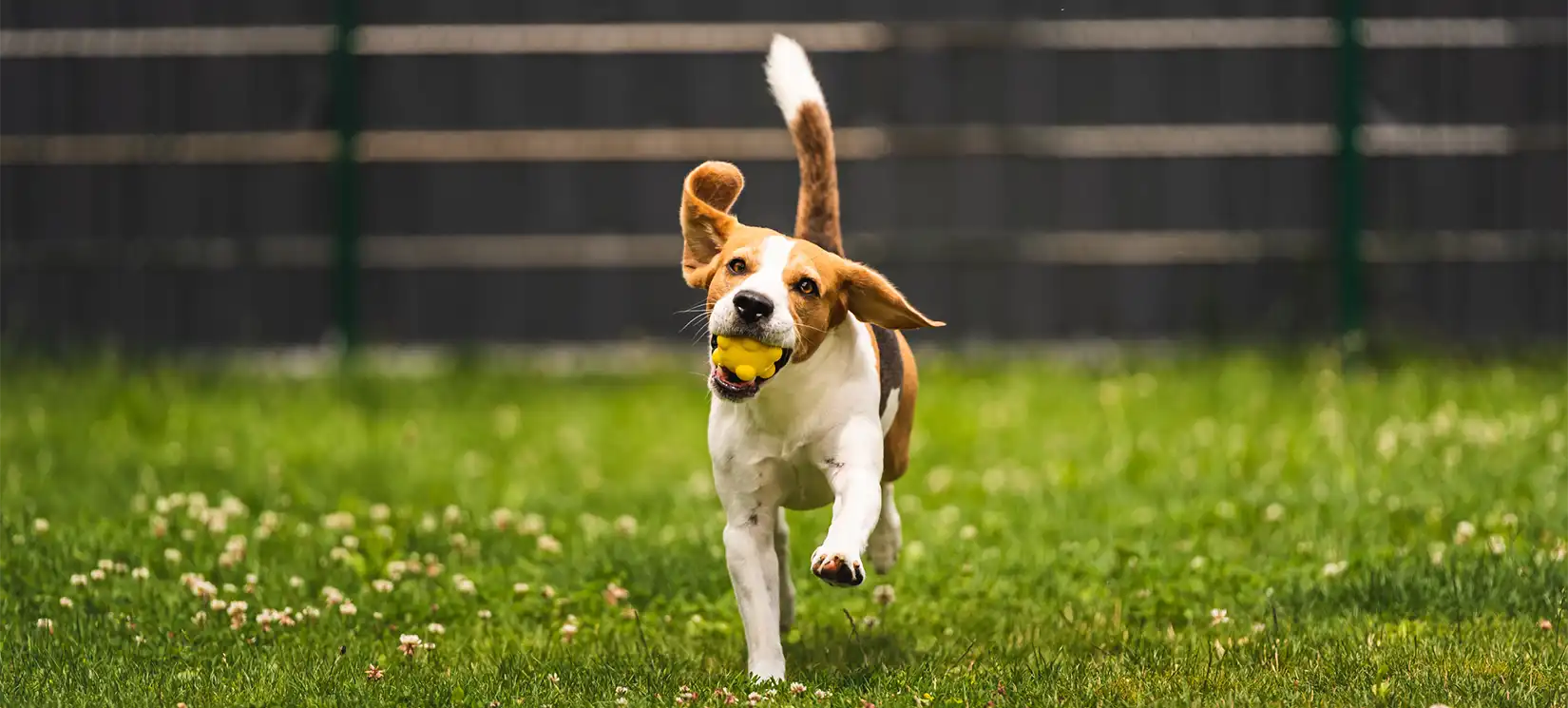 Hammock Oaks Reserve All Ages Master Planned Community With Homes & Amenities Lady Lake FL