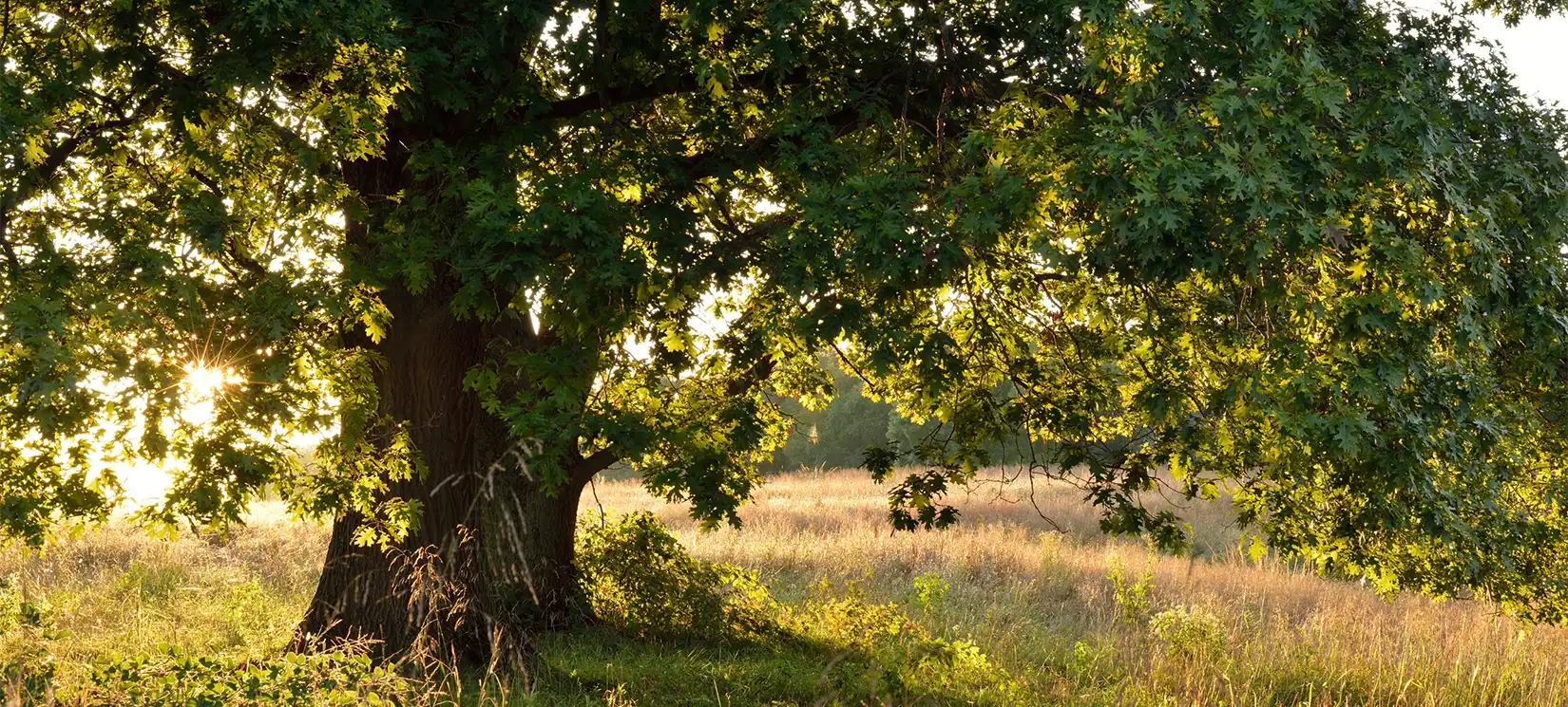 Hammock Oaks Reserve Master Planned Community Amenity Center with Dog Park Lady Lake FL